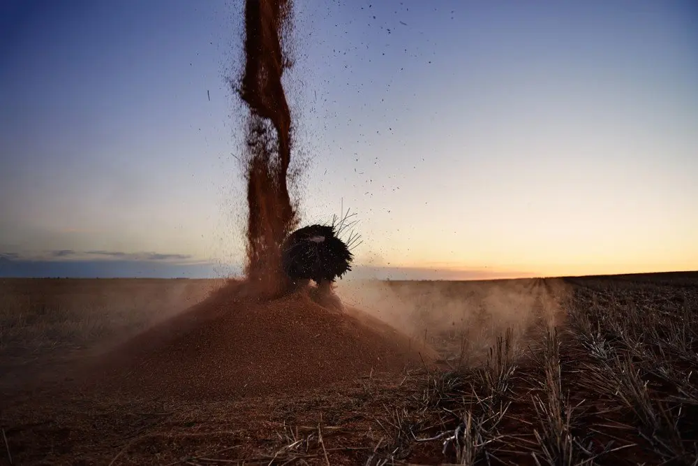 ANTIPODEAN EPIC - BIRD (SECTION ONE)