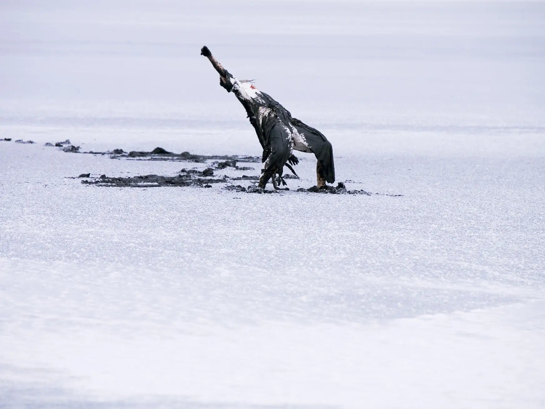 Falling ad Flight Reclaimed 02