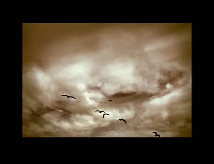 LUNCH WITH THE BIRDS