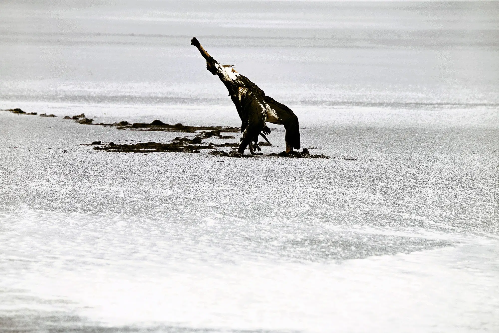 Southern Cross Reclaimed Falling and Flight 3